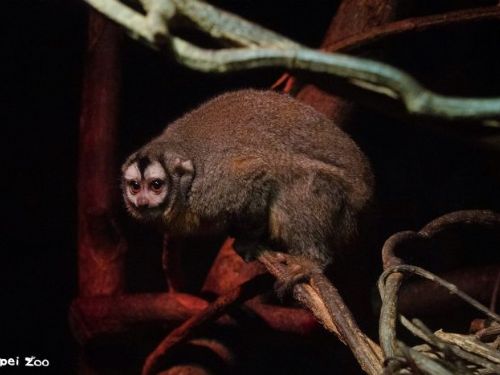 大寒也不怕冷！穿山甲館變身「雨林暖暖屋」，熱帶動物安心過冬